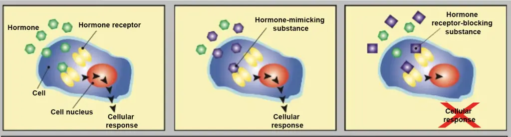 Diagram of endocrine disruptors: hormones bind to receptors while chemicals mimic or block them, altering cellular response