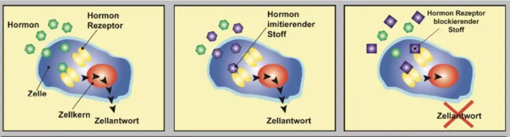 Grafik zu endokrinen Disruptoren: Hormone binden an Rezeptoren, während Schadstoffe Hormone imitieren oder blockieren und die Zellantwort verändern